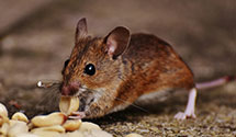 24 Hour & Emergency Exterminators in Prescott, MI